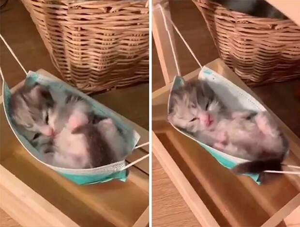 Незаконно маленькие котейки, которые своруют ваше сердце