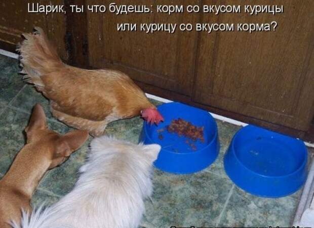 Котоматрица 19