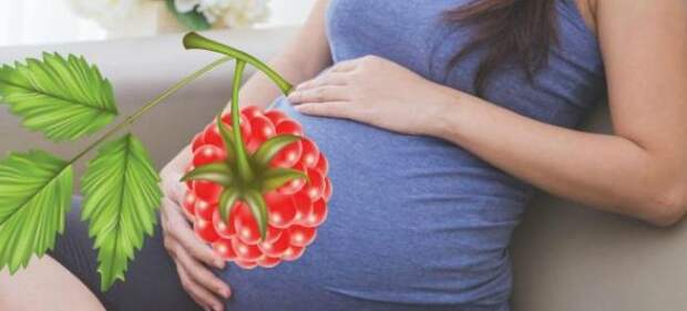 листья малины для беременных