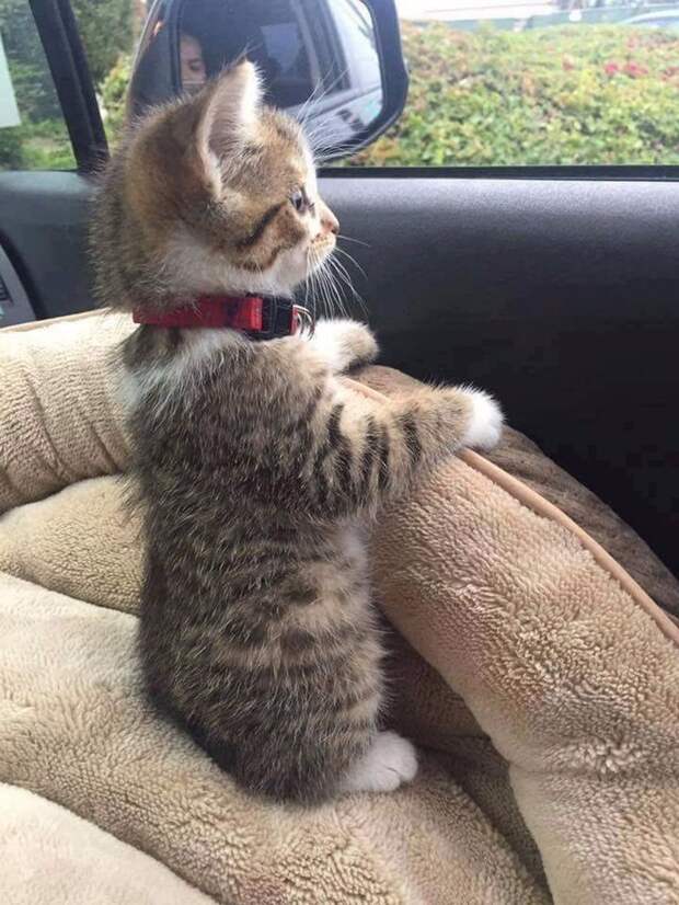 Мурчалки животные, жизнь, киски, коты
