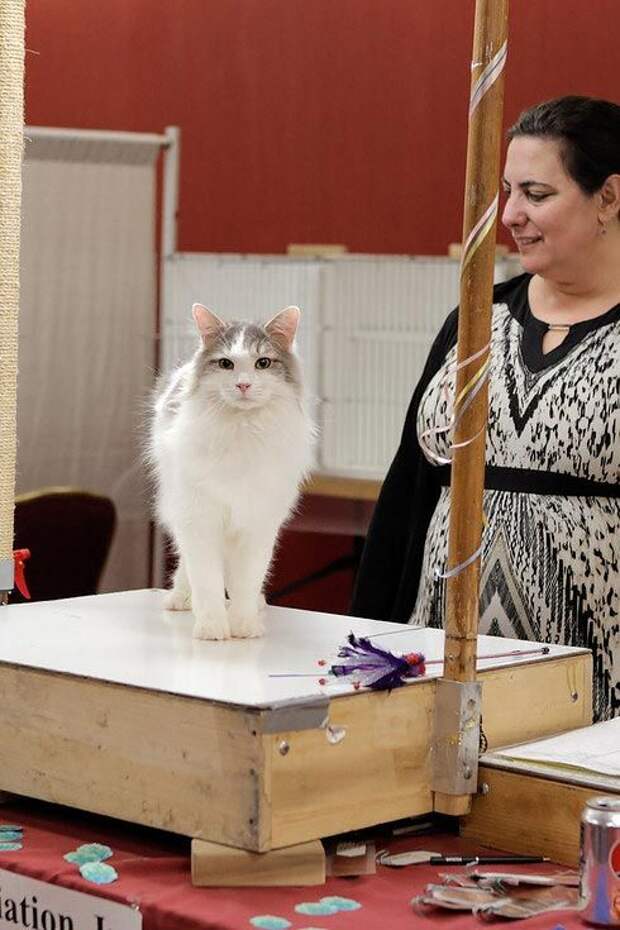 выставка кошек, National Norwegian Forest Cat Breed Club Show, национальная норвежская выставка кошек