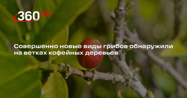 MycoKeys: на ветках кофейных деревьев нашли совершенно новые виды грибов