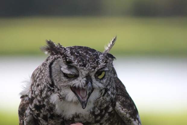 Winking Owl Wink - Free photo on Pixabay