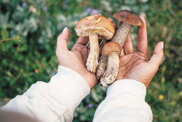 В России за сбор некоторых грибов можно уехать не в столь отдалённые места