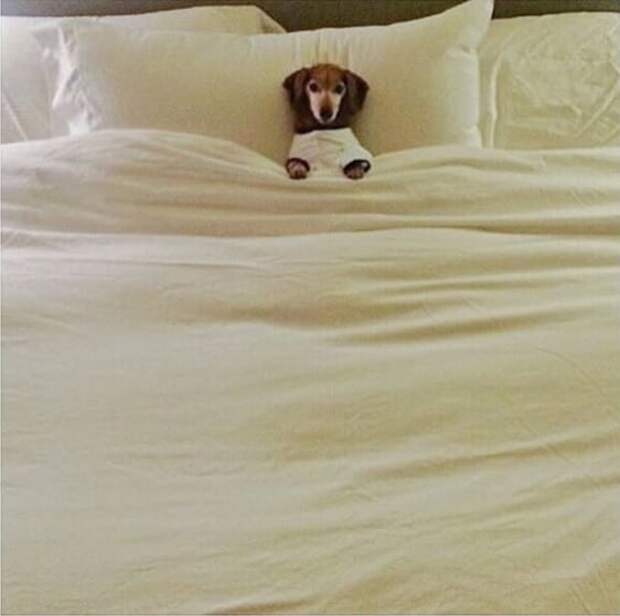 собака в кровати
