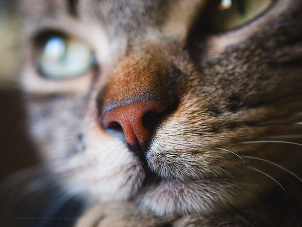 17. домашние животные, животные, коты, кошки, морда, нос, носики, фото кошек