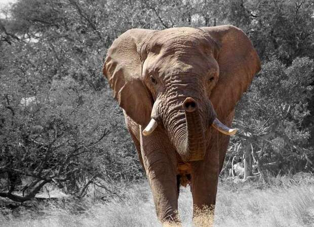 Слон растоптал насмерть охотника, пытавшегося его убить