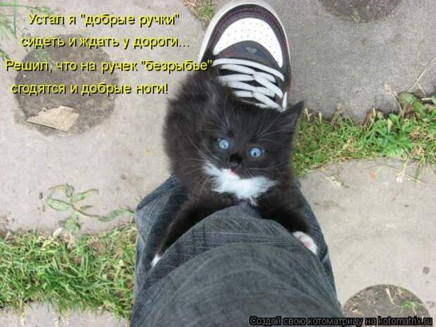 Лучшие котоматрицы недели (50 фото)