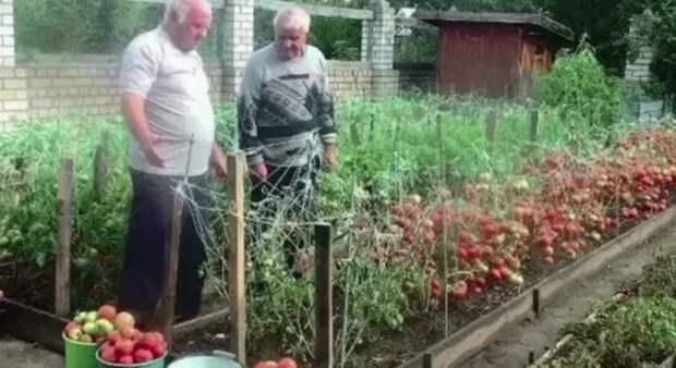 Обучил уже 20 своих знакомых огородников, как выращивать помидоры, чтобы с 6 кустов собирать 12 вёдер томатов. Так может любой