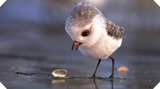 «PiPer» от студии Pixar: чем кончается любопытство?