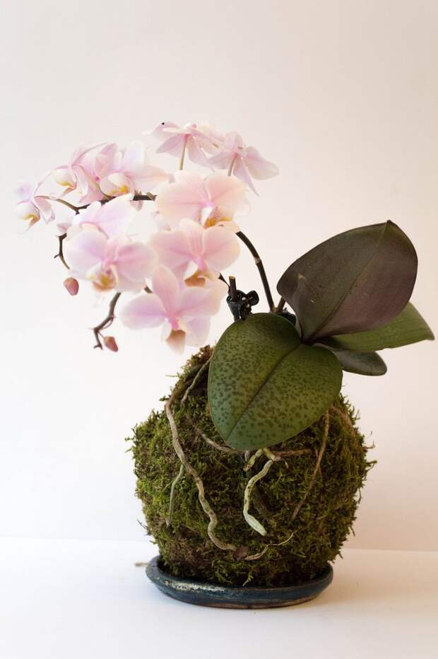 Кокедама: мастер-класс с фото, как сделать шары из мха для орхидей, суккулентов, цитрусовых и других растений своими руками 