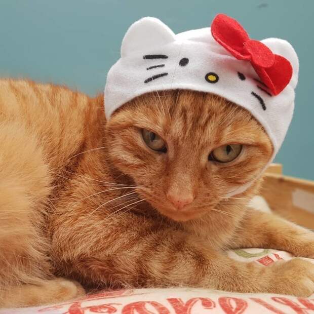 Котейки, знающие толк в моде на милые шапочки Котейки, знающие толк в моде на милые шапочки