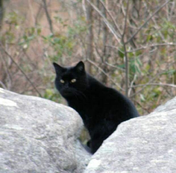 Черный кот Кот сидит