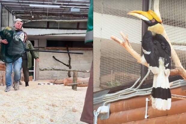 Улетевшую из Ленинградского зоопарка птицу калао поймали