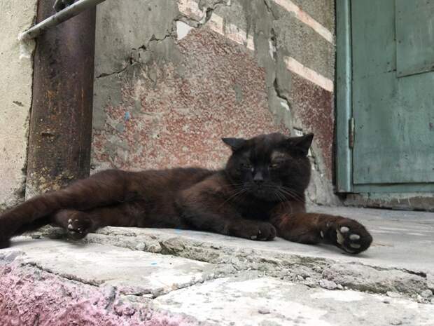 Очень колоритные уличные коты город, кот, кошка, уличная жизнь, уличный кот, эстетика