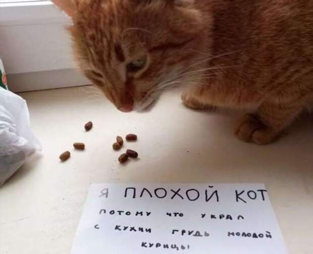 28 провинившихся котиков, которые признались в своих проделках