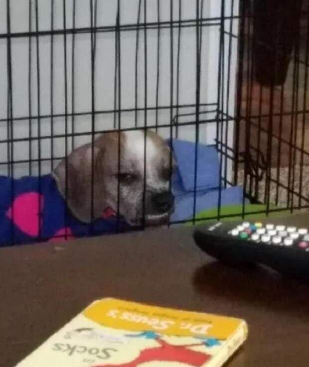 Нашкодившие животные, на которых невозможно злиться. Фотоподборка