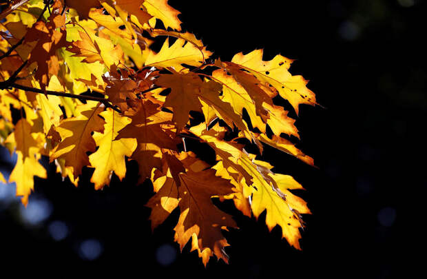 BRITAIN-SCOTLAND/AUTUMN