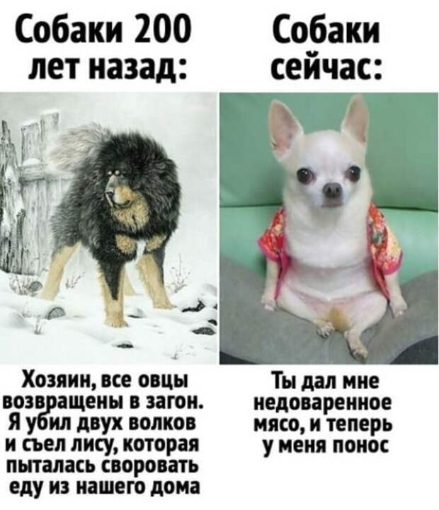 Трогательные картинки и смешные мемы