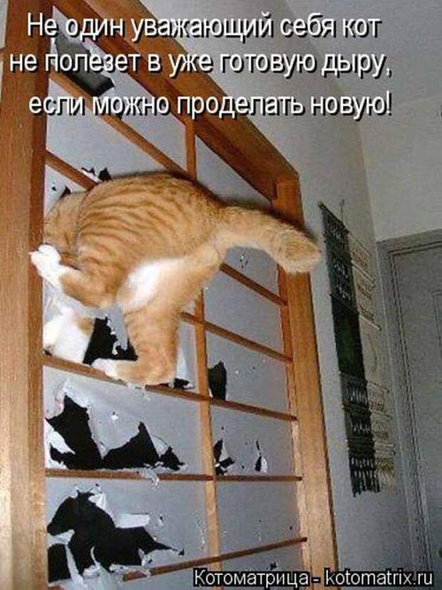 Лучшие котоматрицы недели (50 фото)