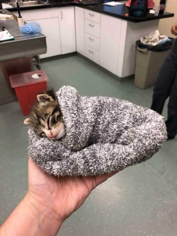 Незаконно маленькие котейки, которые своруют ваше сердце