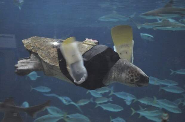 Протезы передних лап для морской черепахи - очень нестандартная конструкция! Счастливый конец, животные, интересно, медицина, прогресс, протезирование, протезы, сохраняя жизни