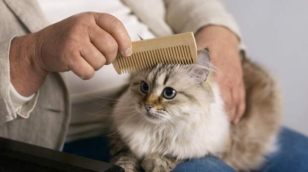 Как вычесать колтуны у своенравного кота: лайфхаки для терпеливых хозяев
