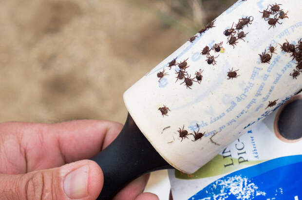 Ролик не столько для пыли, сколько для клещей.