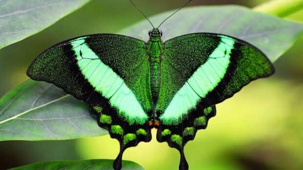 Японская бабочка оказалась на грани вымирания