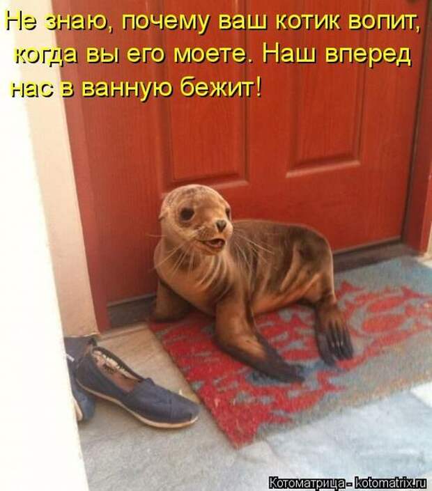 Лучшие котоматрицы недели