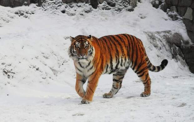 «Большая и тяжёлая утрата»: в Ленинградском зоопарке умер тигр Амадей