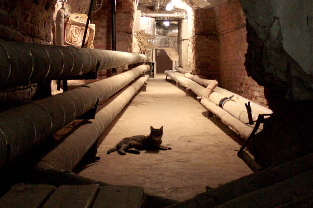 Французское наследство эрмитажных котов потратят на евроремонт подвалов