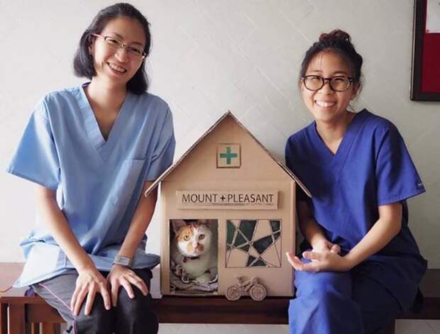 Ветеринары создают невероятные картонные домики для своего кота ветеринар, домики, животные, клиника, коты, милота, сингапур