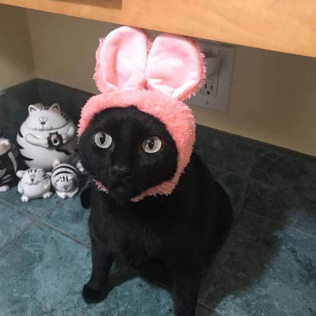 Котейки, знающие толк в моде на милые шапочки Котейки, знающие толк в моде на милые шапочки