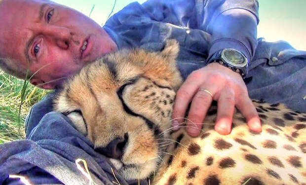 Фотограф уснул в заповеднике, а когда проснулся рядом спал гепард: видео