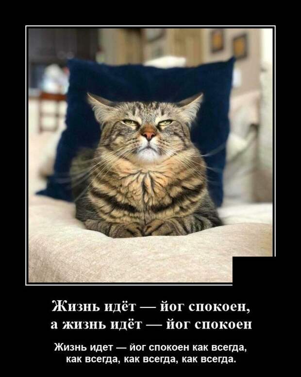 Демотиватор про гордого кота