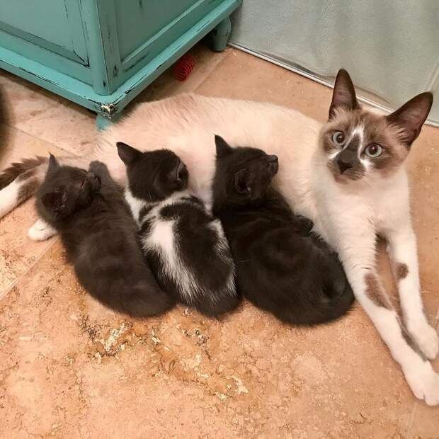 кошка и три котенка