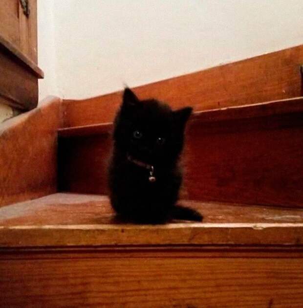 милые фото черных кошек