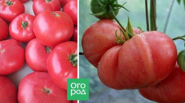 Сорт томатов Малиновый гигант