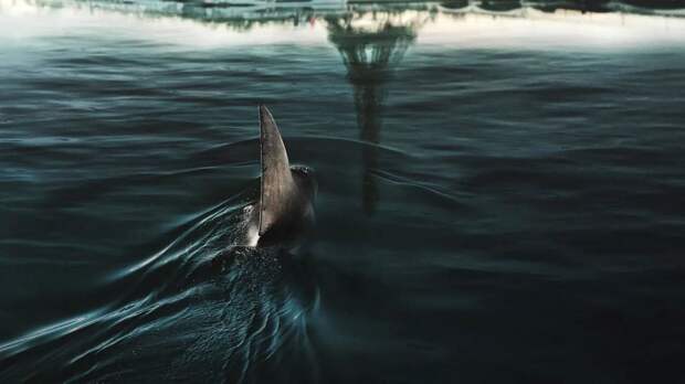 Поднять плавники: 5 фильмов про акул