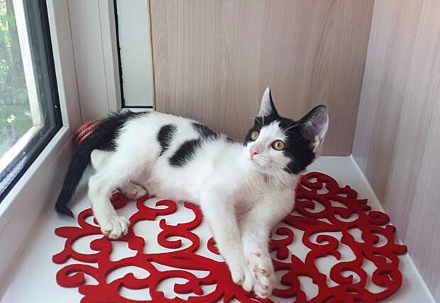 Люди лишь отмахивались от чихающего бездомного котенка