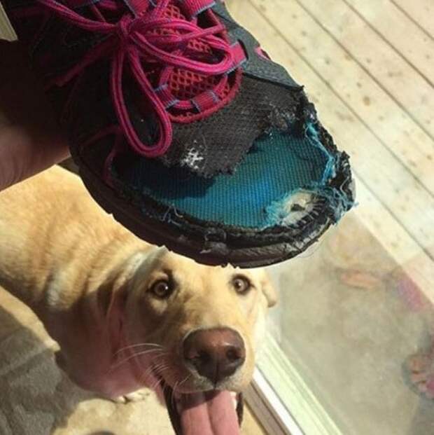 собака сгрызла обувь