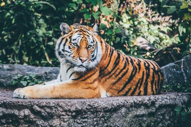 Животных, Тигр, Большие Кошки, Safari, Дикая Кошка