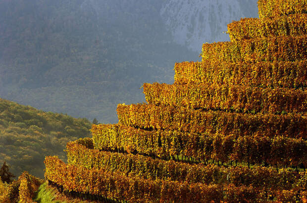 Террасы-виноградники в долине Роны в Швейцарии
