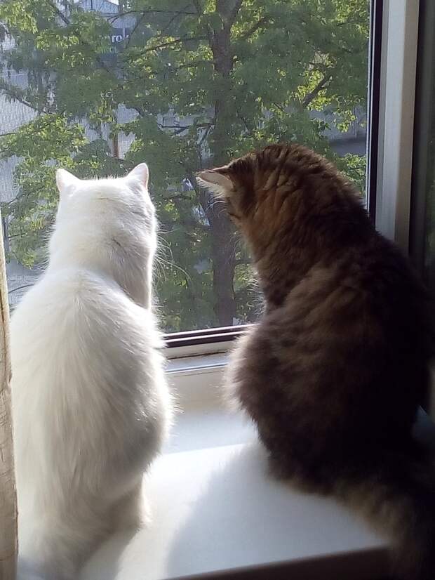 две кошки на окне