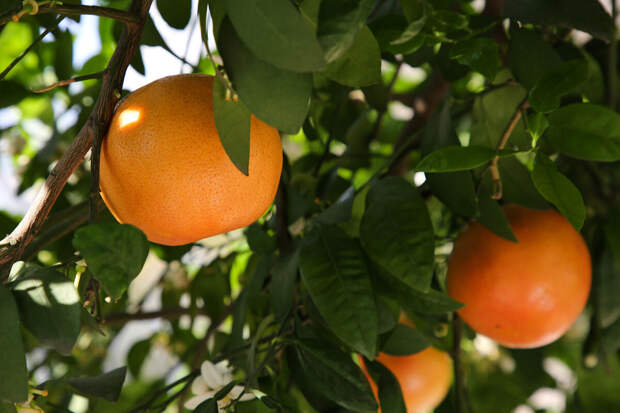 Спикеры строительных маркетов призвали делать ревизию на даче зимой