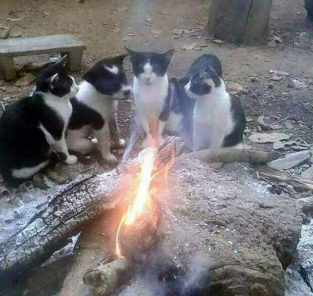 Животные, которые принадлежат разным видам, но похожи друг на друга как близнецы