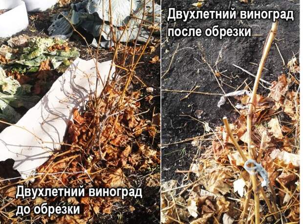 Обрезка винограда сорта Цветочный