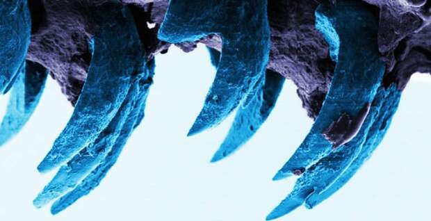 Самый прочный биоматериал - зубы морской улитки животные, жизнь, интересное, как они это делают, стройка, факты