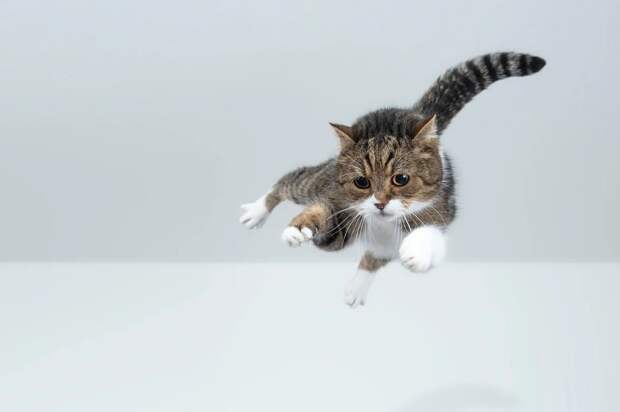 Почему кошки приземляются на лапы: загадка, мучившая учёных 100 лет
